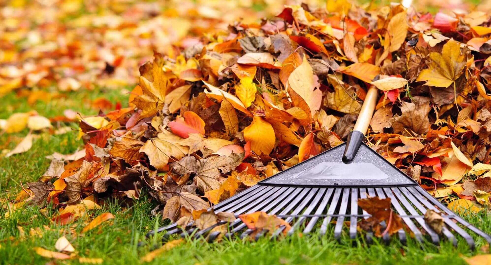Fall leaves